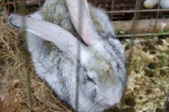 piknik_2010_058