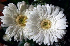 procesja_2012_012