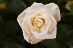 imgp0685